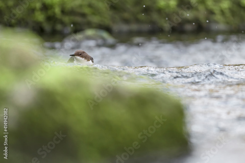 The dipper at hunt on rushing river (Cinclus cinclus) © manuel