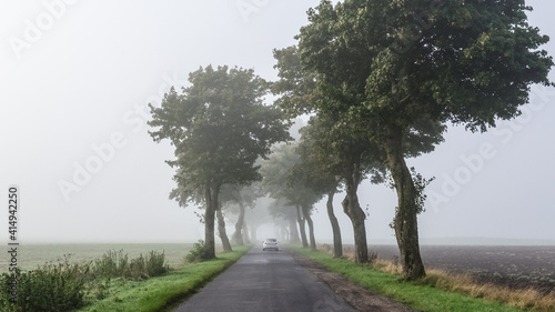 FOGY WEATHER - A car on the road among the trees 