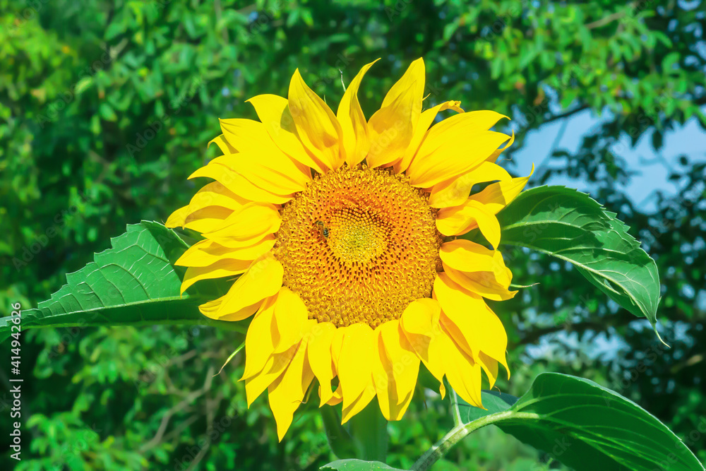 Yellow sunflower growing in summer field with pollen honey bee Yellow sunflower growing in summer field with pollen honey bee
