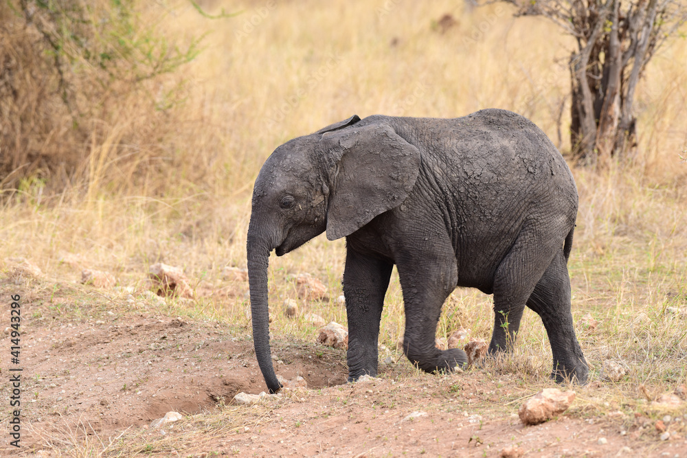 Fototapeta premium Junger Elefant im Tarangire-Nationalpark in Tansania