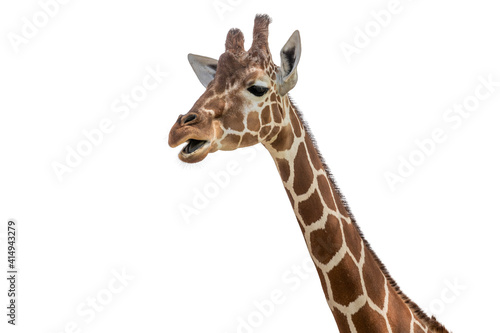 Isolated giraffe head on white background