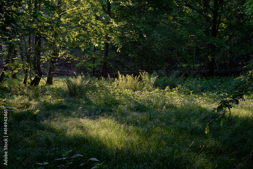 Light entering rich deciduous forest Light entering rich deciduous forest