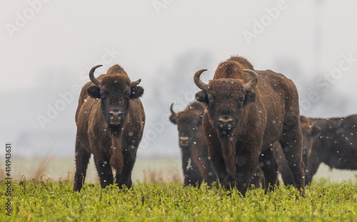 European Bison herd feeding in snowy field
