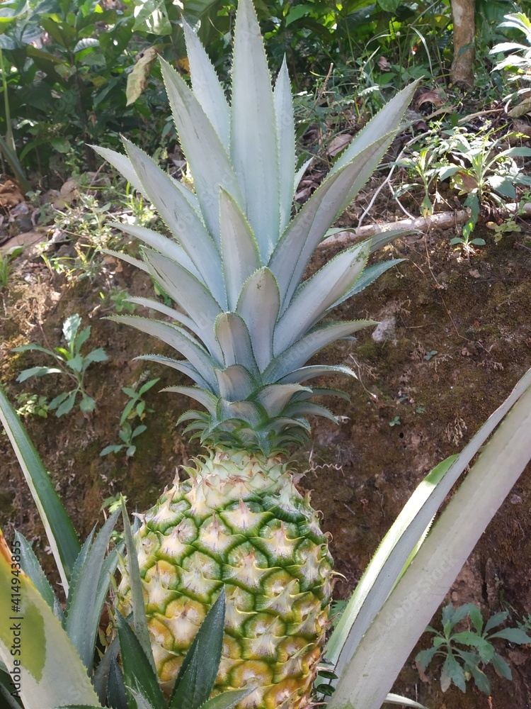 pineapple. is a tropical plant native to Brazil, Bolivia, and Paraguay. The stature of the plant is low, herb with 30 or more long leaves, sharp ends. pineapple. is a tropical plant native to Brazil, Bolivia, and Paraguay. The stature of the plant is low, herb with 30 or more long leaves, sharp ends.