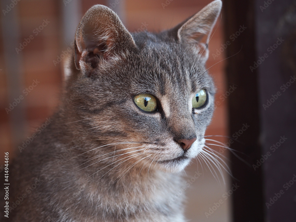 Portrait of grey cat. Close up of beautiful cat eyes.