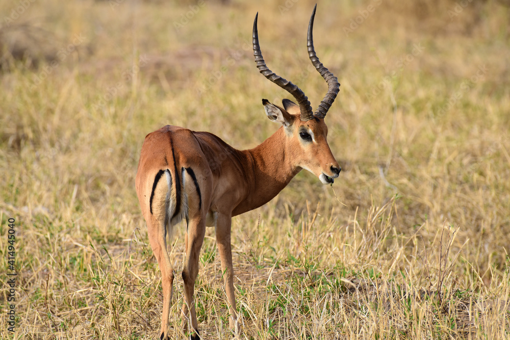 Fototapeta premium Impala im Tarangire-Nationalpark in Tansania