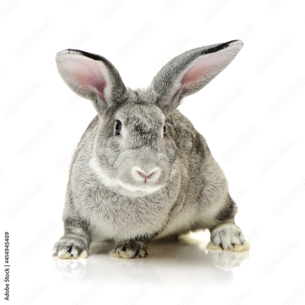 Fototapeta premium rabbit isolated on white