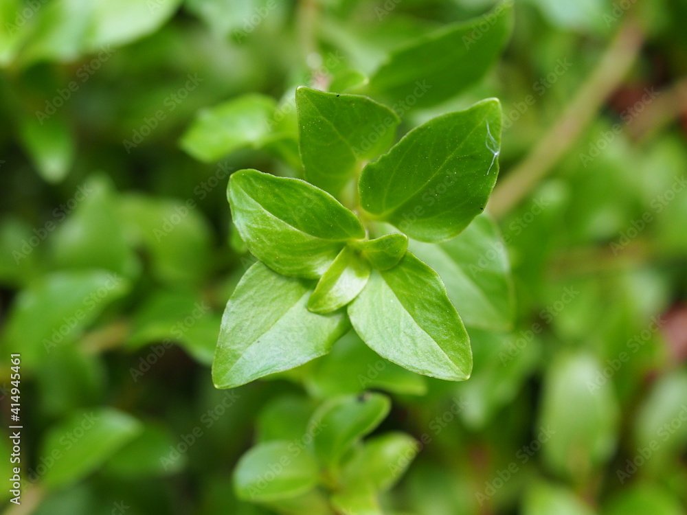 Azores Loosetrife (Lysimachia azorica) Azores Loosetrife (Lysimachia azorica)