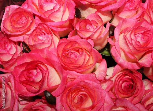 pink roses background © Svitlana
