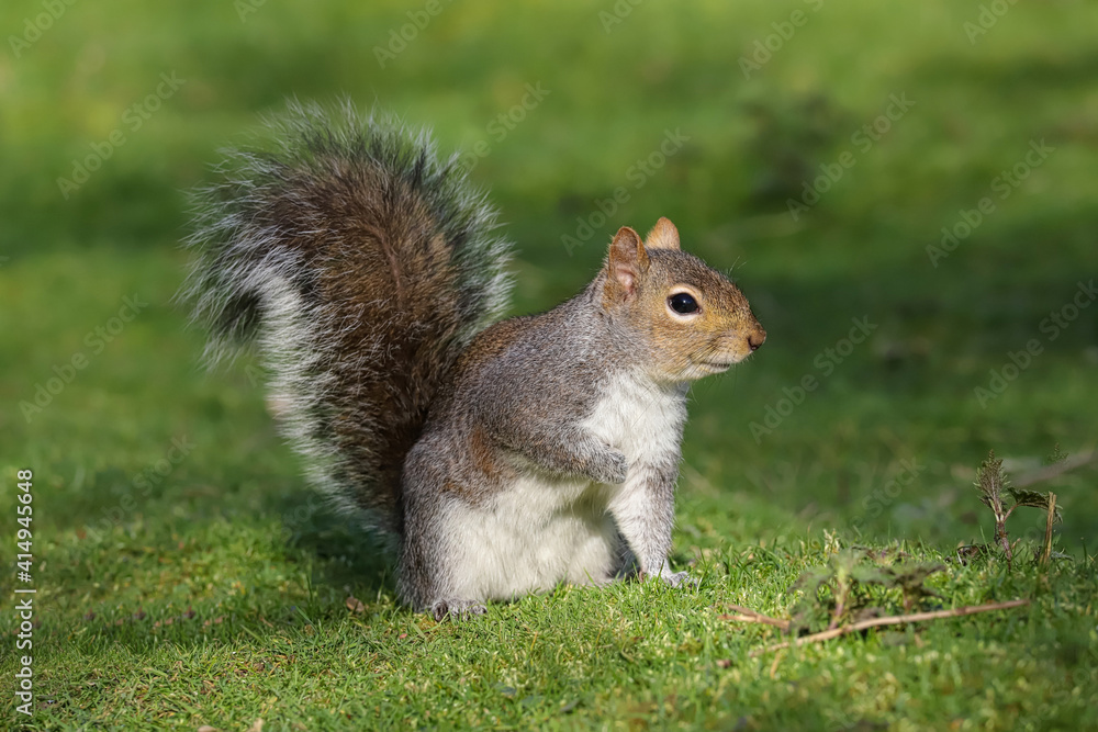 Close up of a Grey Squirrel (sciurus carolinensis) sitting on the ground Close up of a Grey Squirrel (sciurus carolinensis) sitting on the ground