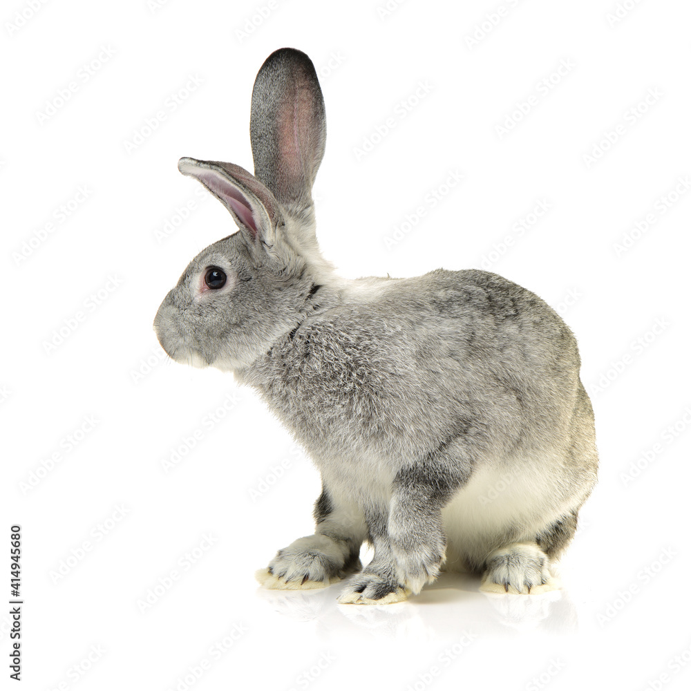 Obraz premium grey rabbit on a white background