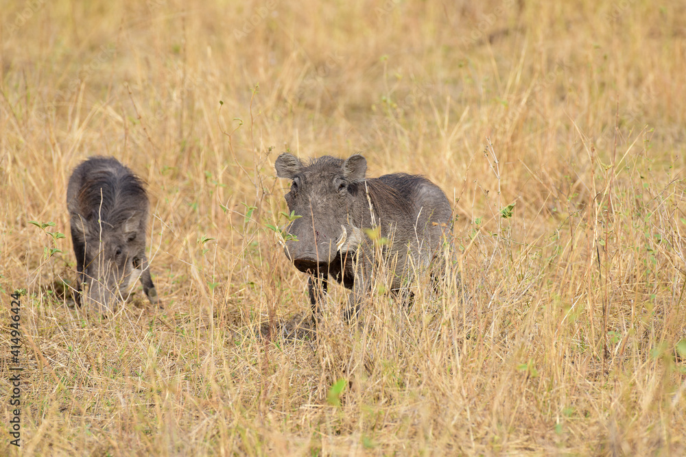 Warzenschwein im Tarangire-Nationalpark in Tansania Warzenschwein im Tarangire-Nationalpark in Tansania