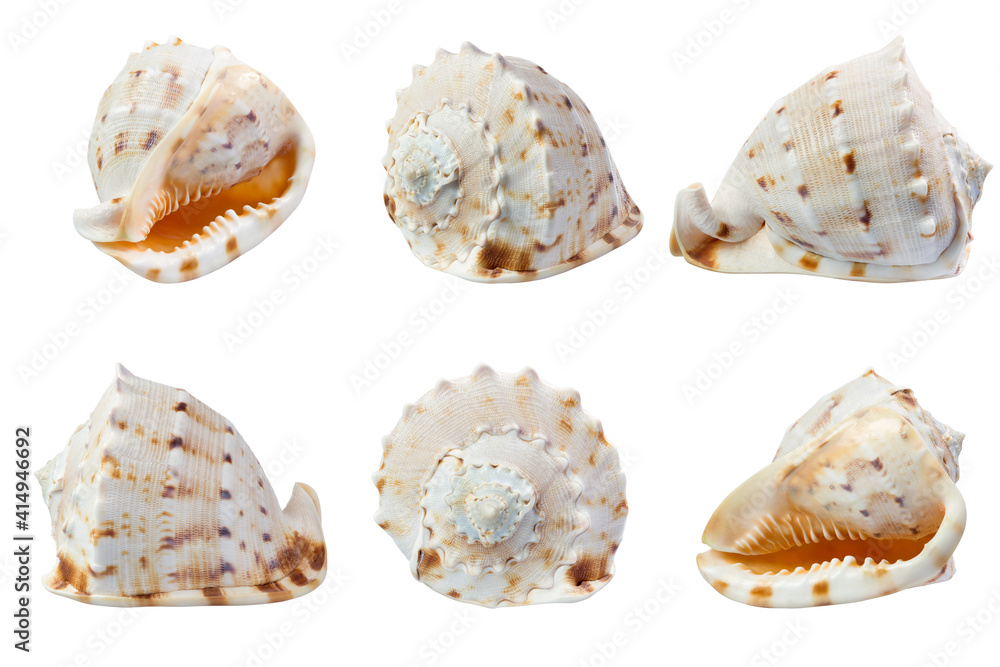 Seashell in different angles isolated on white Seashell in different angles isolated on white