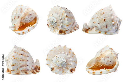 Seashell in different angles isolated on white