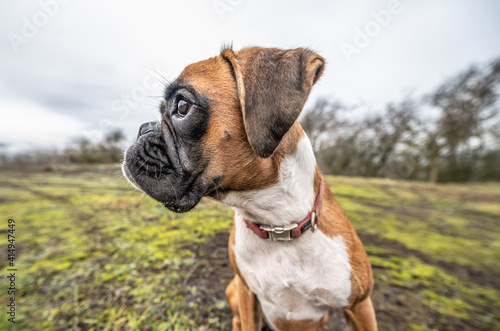 funny face 9 months old purebred golden puppy german boxer dog closeup