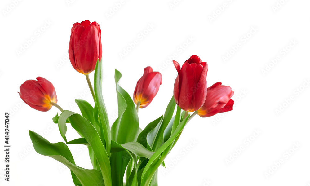 Bouquet of red tulips isolated on white background Close-up Bouquet of red tulips isolated on white background Close-up