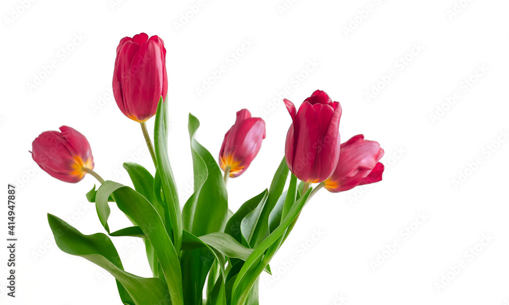 Bouquet of pink tulips isolated on white background Close-up Bouquet of pink tulips isolated on white background Close-up