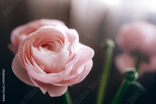 Ranunculus pink flowers close-up background