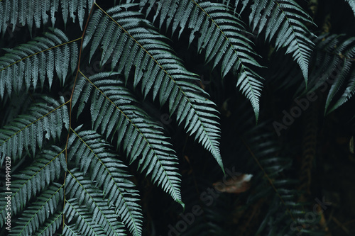 Wallpaper Mural Close-Up Of  Dark green leaves Torontodigital.ca
