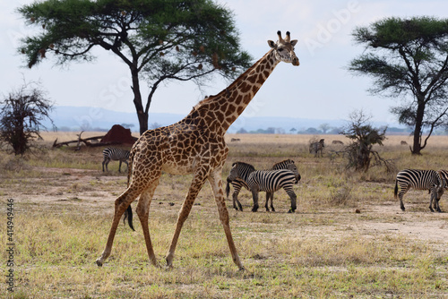 Giraffen und Zebras im Tarangire-Nationalpark in Tansania