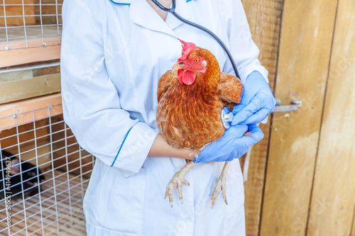 Veterinarian with stethoscope holding and examining chicken on ranch background. Hen in vet hands for check up in natural eco farm. Animal care and ecological farming concept.