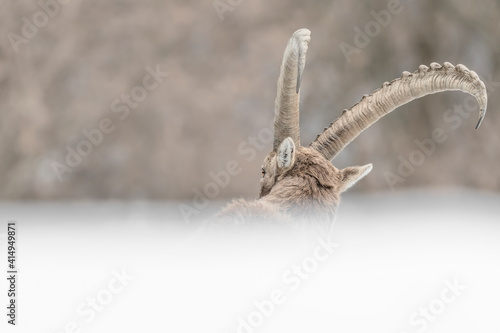 The majestic horns of Alpine ibex male (Capra ibex)