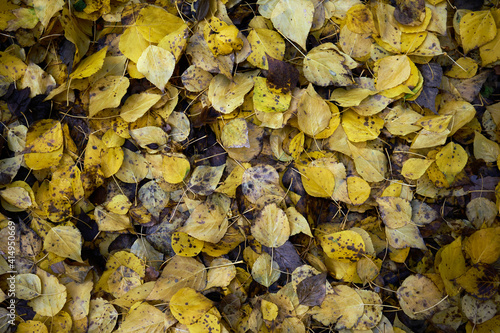 Lindenblätter, herbstlich gelb gefärbt, am Boden