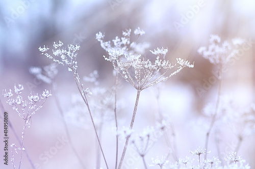Floral background, winter wildflowers. Cold light, rays of the winter sun.