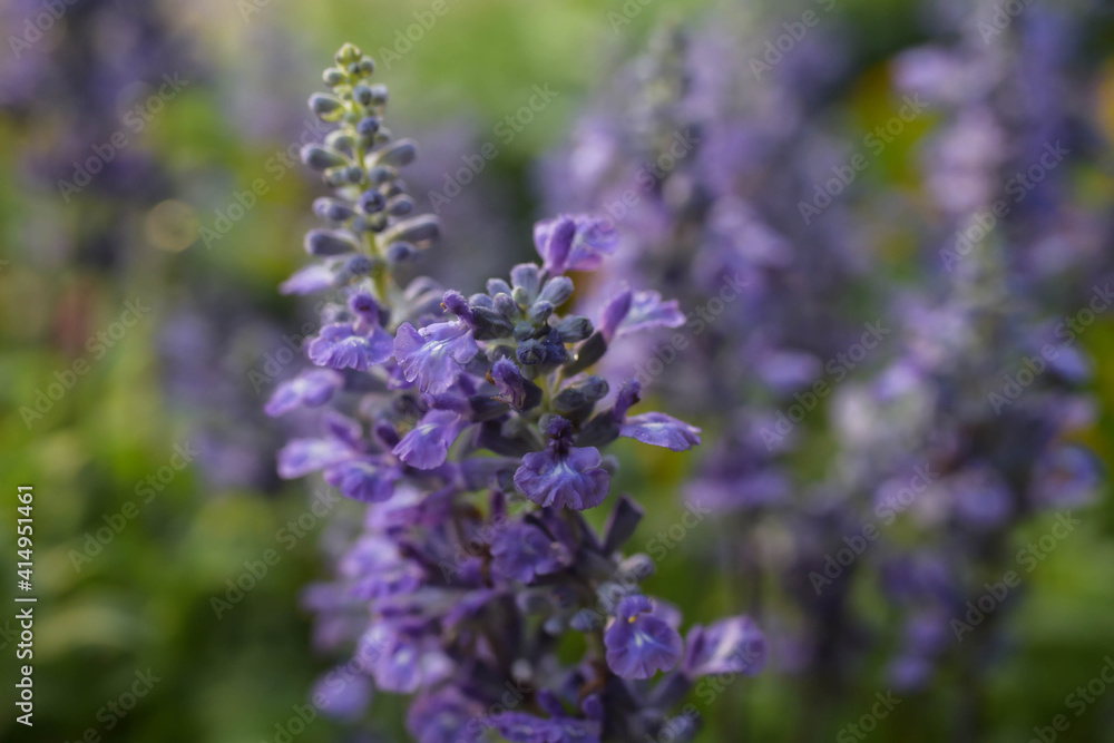 Obraz premium lavender flowers in the garden