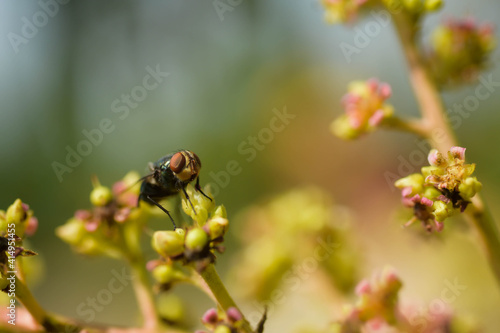 bee on a yellow flower © Tongsai Tongjan