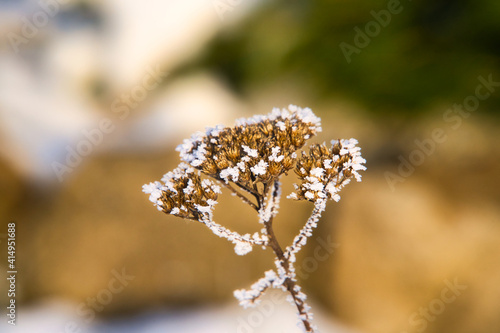 Getrocknete Blume mit Reif und Eiskristallen, Winterspaziergang in der Natur