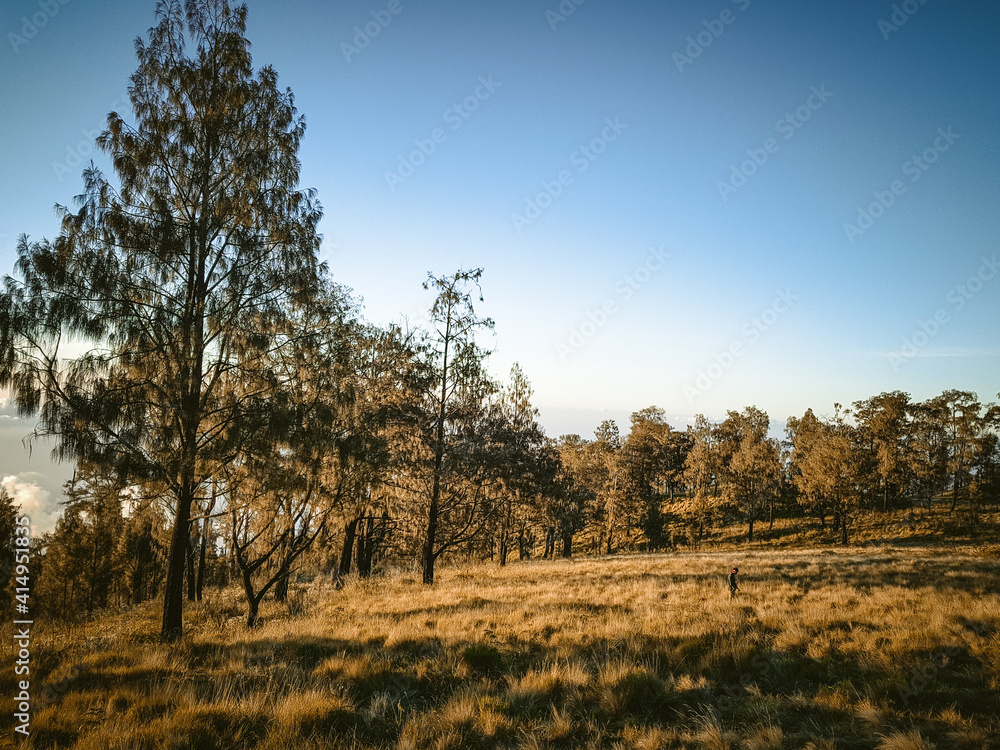 Obraz premium autumn in the forest