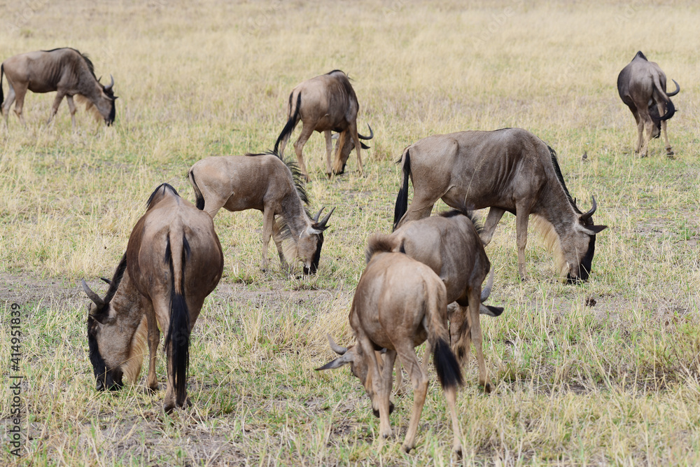 Gnus im Tarangire-Nationalpark in Tansania Gnus im Tarangire-Nationalpark in Tansania