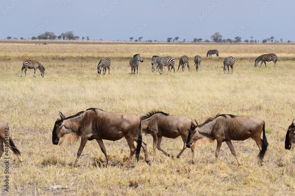 Gnus im Tarangire-Nationalpark in Tansania Gnus im Tarangire-Nationalpark in Tansania