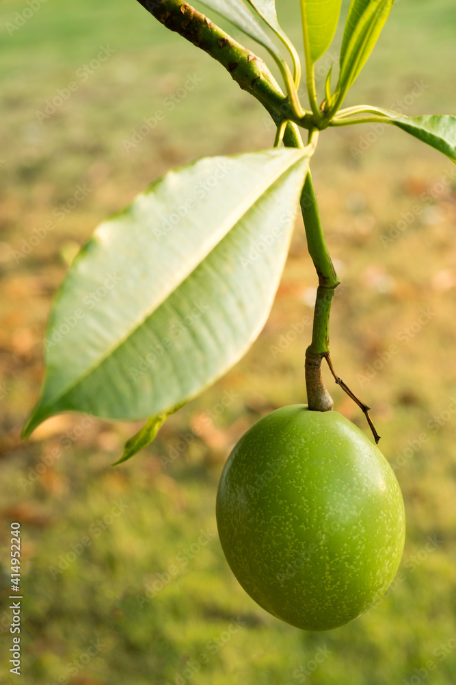 Fruit of Cerbera odollam or Suicide tree or Pong-pong or Othalanga Photographed in Thailand