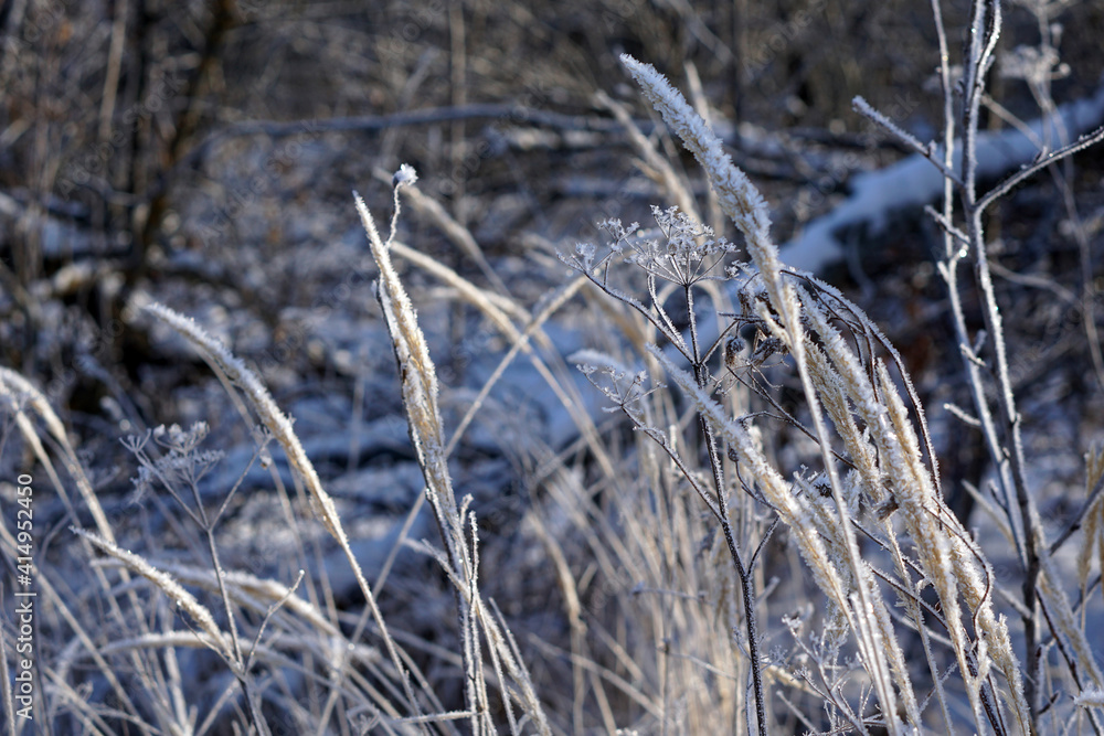 Fototapeta premium Close up of frozen pampas grass with snow and ice in winter day