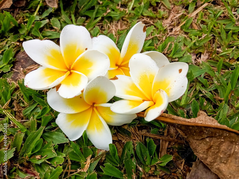 A collection of plumeria flower after falling from a tree in summer 01 A collection of plumeria flower after falling from a tree in summer 01