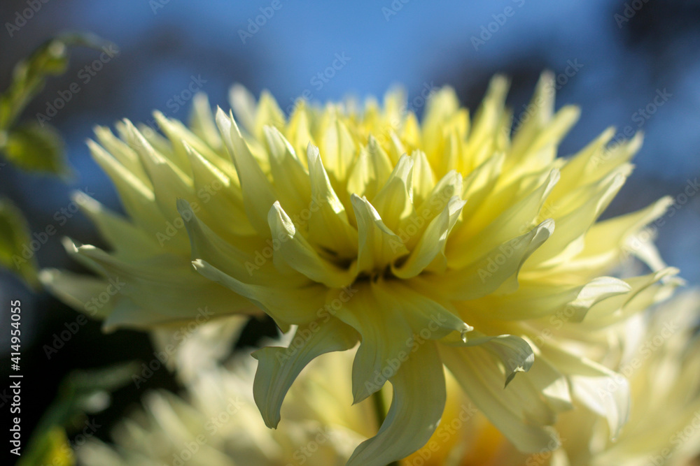 Fototapeta premium beautiful flowers in nature in the botanical garden