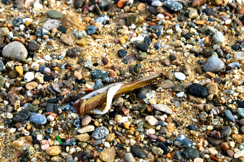 Dead sellfish in the beach. photo