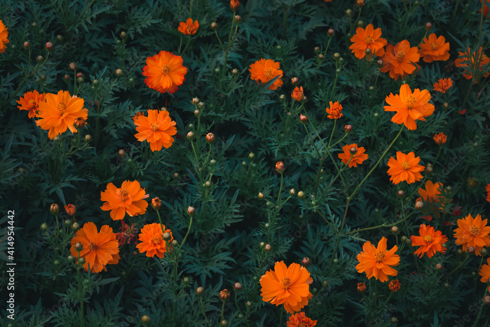 beautiful Orange or yellow cosmos (cosmos sulphureus) flowers in the garden with green tree use as nature background.