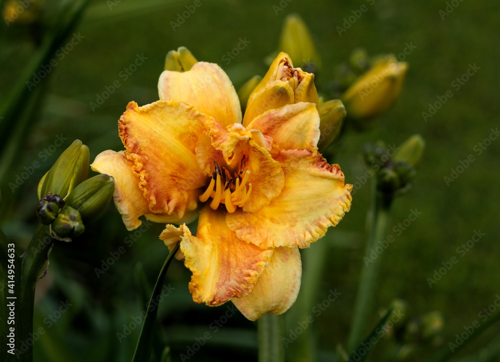 beautiful flowers in nature in the botanical garden beautiful flowers in nature in the botanical garden