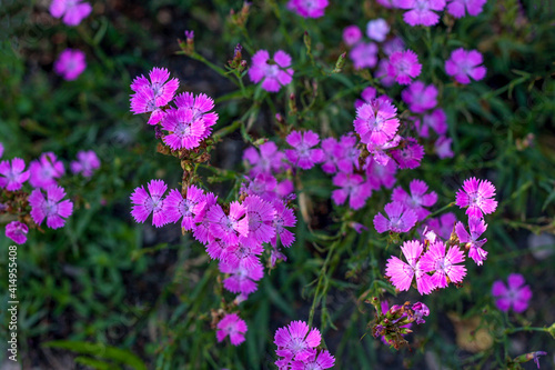Fototapeta Naklejka Na Ścianę i Meble -  beautiful flowers in nature in the botanical garden