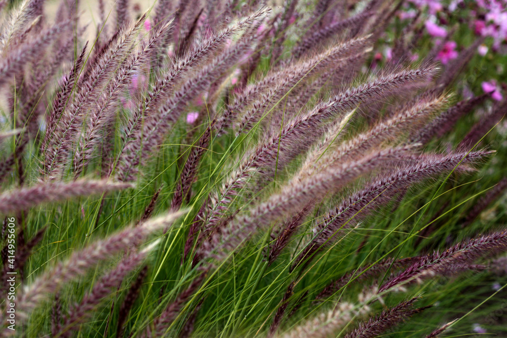 beautiful flowers in nature in the botanical garden