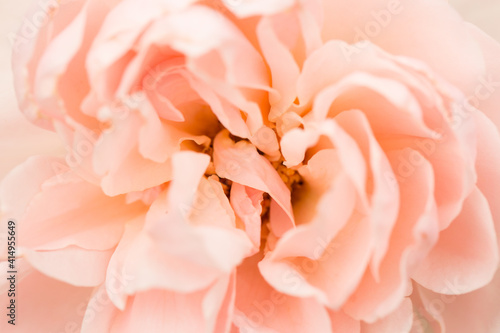 Wallpaper Mural Peach rose close up. Macro. Torontodigital.ca