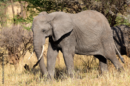 Elefanten im Tarangire-Nationalpark in Tansania © Karin Witschi