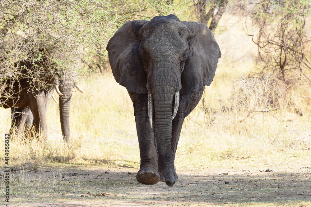 Fototapeta premium Elefant im Tarangire-Nationalpark in Tansania