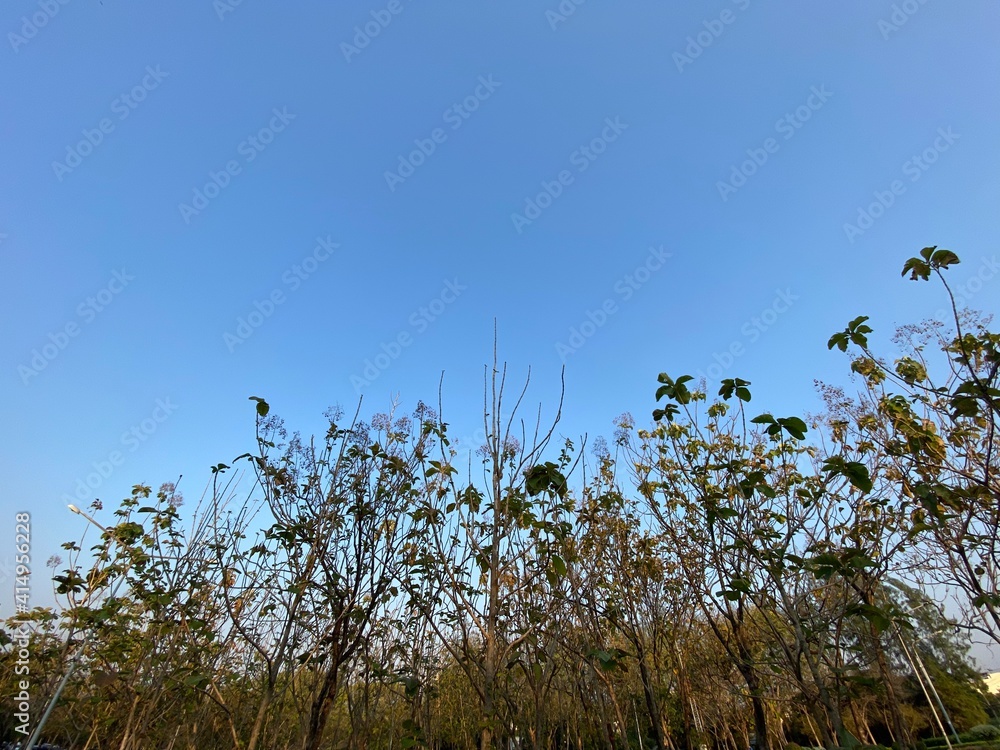 Dry trees and the sky at park bangkok Thailand. Dry trees and the sky at park bangkok Thailand.