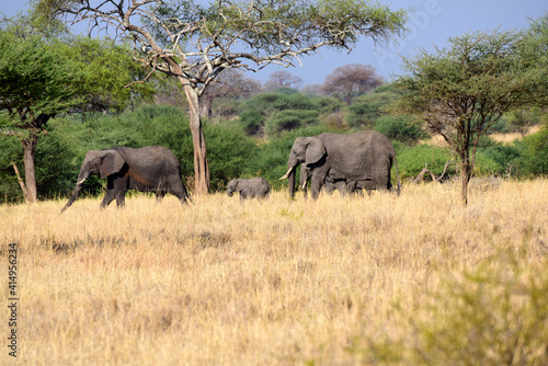 Elefantenherde im Tarangire-Nationalpark in Tansania