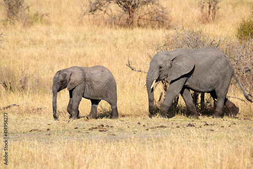 Elefantenjungen im Tarangire-Nationalpark in Tansania