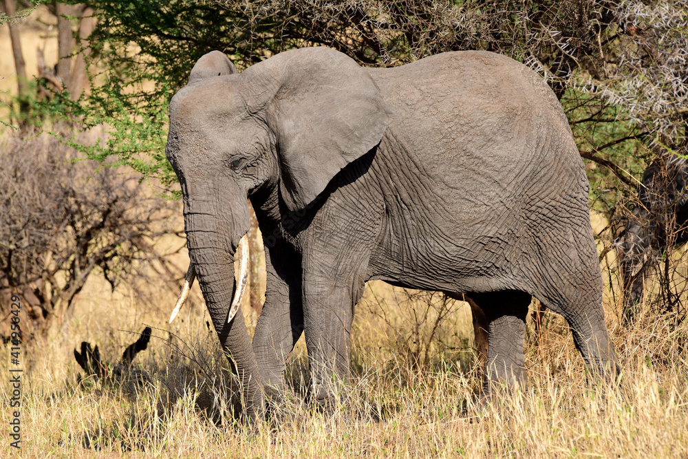 Fototapeta premium Elefanten im Tarangire-Nationalpark in Tansania